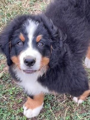 Les chiots de Bouvier Bernois