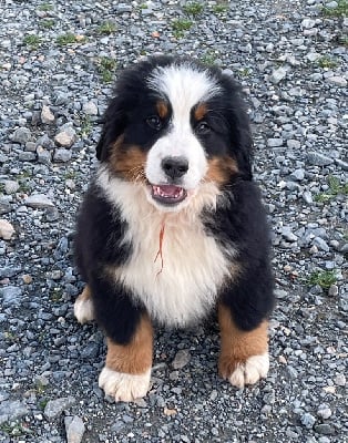 Les chiots de Bouvier Bernois