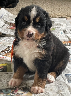 Les chiots de Bouvier Bernois