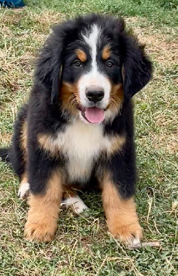 Les chiots de Bouvier Bernois