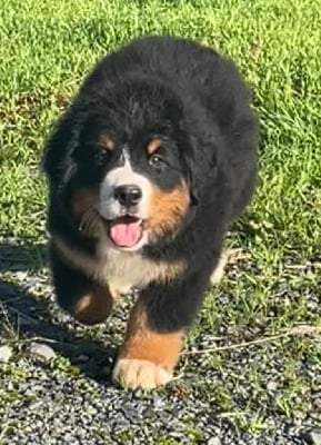 Les chiots de Bouvier Bernois