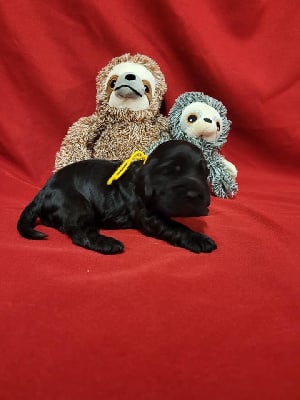 Les chiots de Cocker Spaniel Anglais