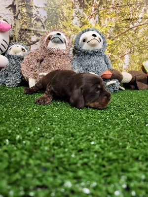 Cocker Spaniel Anglais