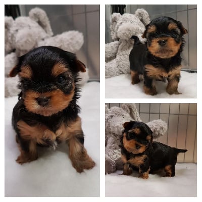 Les chiots de Yorkshire Terrier