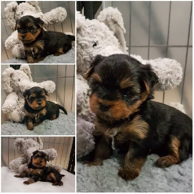 Les chiots de Yorkshire Terrier