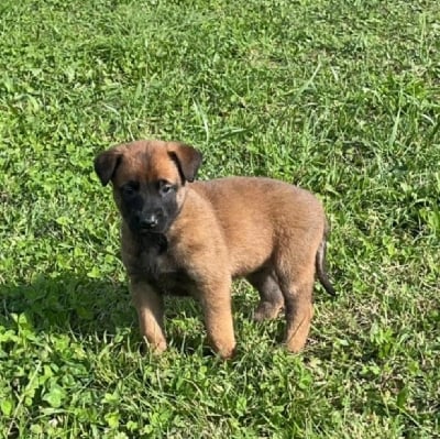 Les chiots de Berger Belge