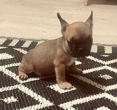 Les chiots de Bouledogue français