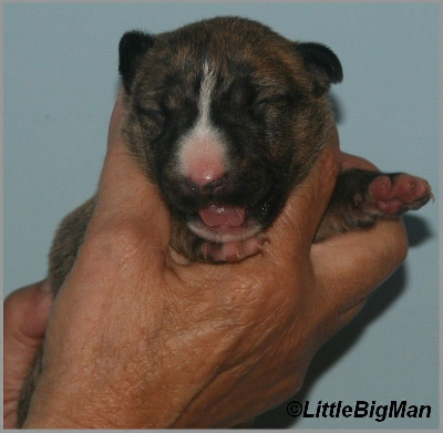 Les chiots de Bull Terrier