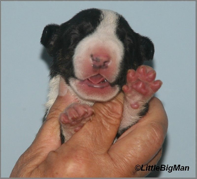 Les chiots de Bull Terrier