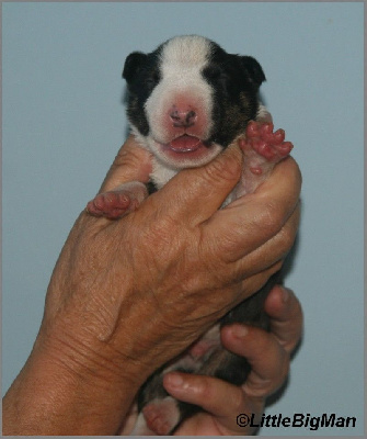 Les chiots de Bull Terrier