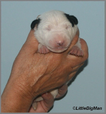 Les chiots de Bull Terrier