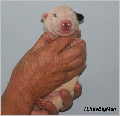 Les chiots de Bull Terrier