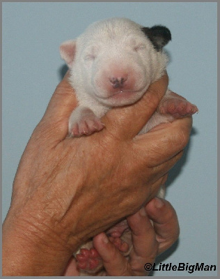 Les chiots de Bull Terrier