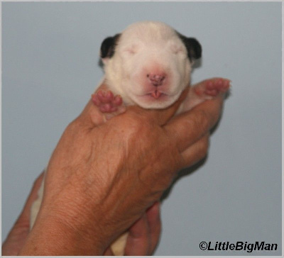 Les chiots de Bull Terrier