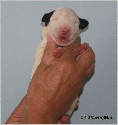 Les chiots de Bull Terrier