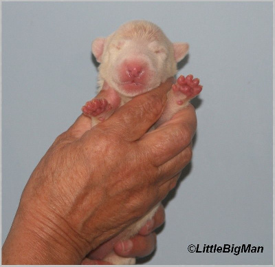 Les chiots de Bull Terrier