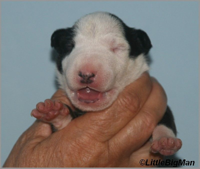 Les chiots de Bull Terrier