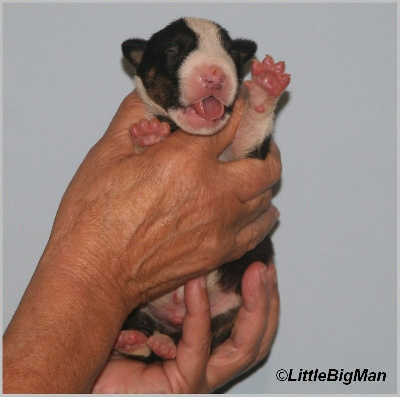 Les chiots de Bull Terrier