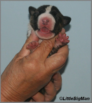 Les chiots de Bull Terrier