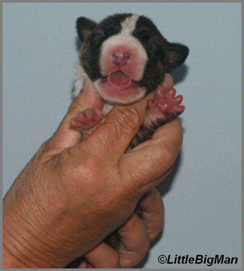 CHIOT 2 - Bull Terrier