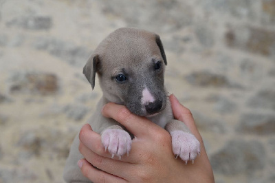 Les chiots de Whippet