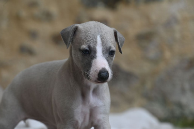 Les chiots de Whippet