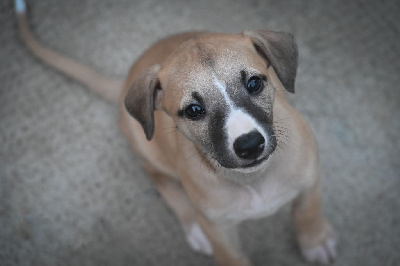 Les chiots de Whippet