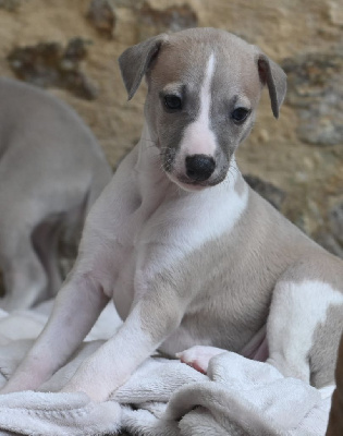 Les chiots de Whippet