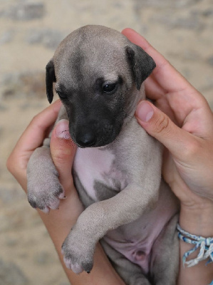 Les chiots de Whippet