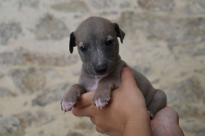 Les chiots de Whippet