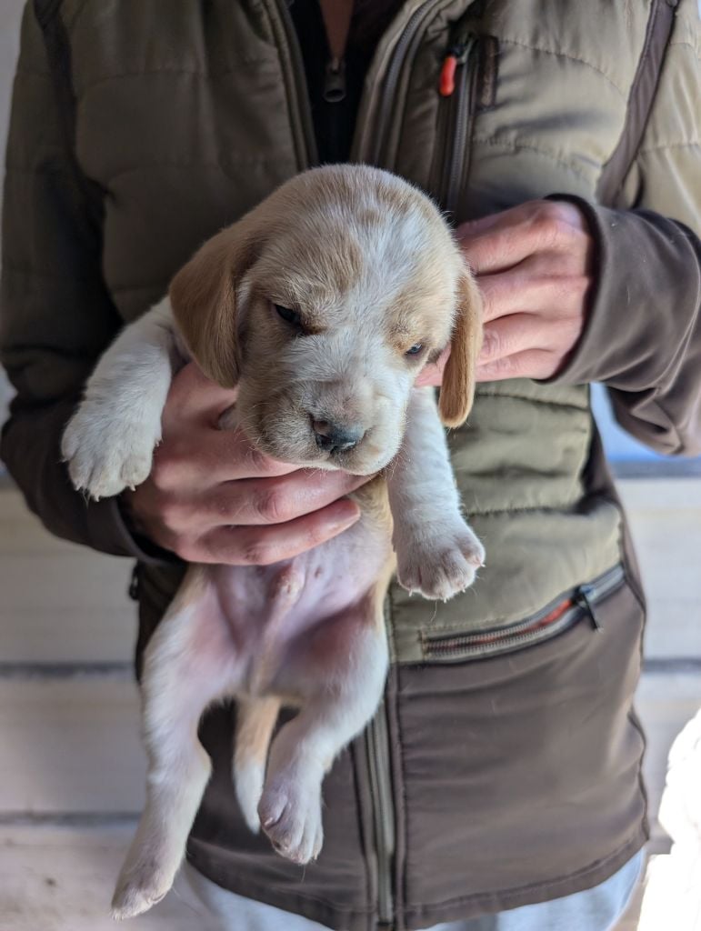 CHIOT 1 - Beagle