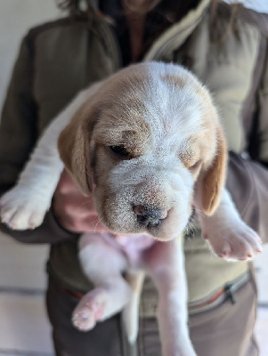 Les chiots de Beagle