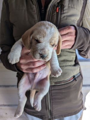 Les chiots de Beagle