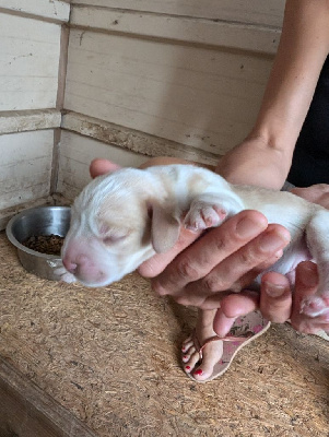 Les chiots de Beagle