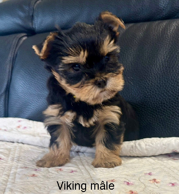 Les chiots de Yorkshire Terrier