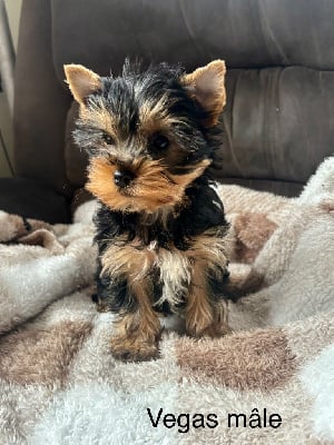 Les chiots de Yorkshire Terrier