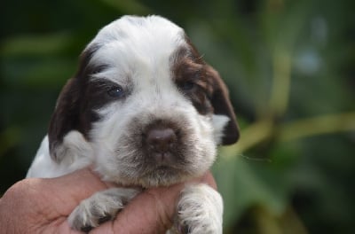 Les chiots de Cocker Spaniel Anglais