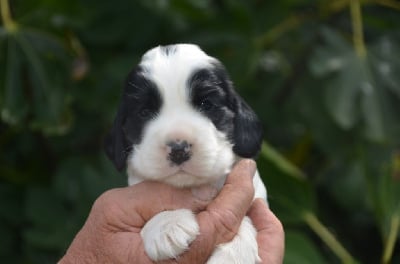 Les chiots de Cocker Spaniel Anglais