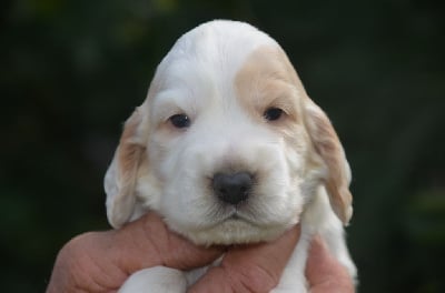 Les chiots de Cocker Spaniel Anglais