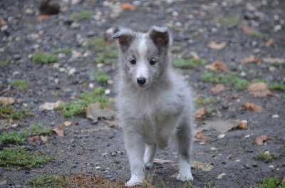 Les chiots de Shetland Sheepdog