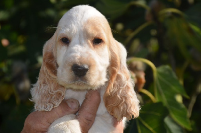 Les chiots de Cocker Spaniel Anglais