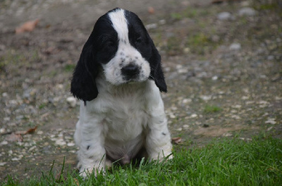 Les chiots de Cocker Spaniel Anglais