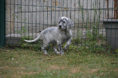 Les chiots de Setter Anglais