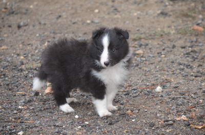 Les chiots de Shetland Sheepdog