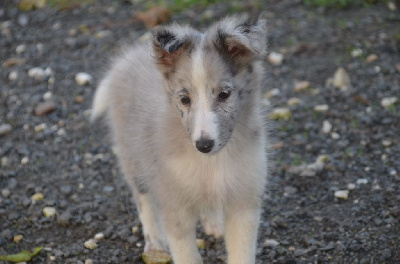 Les chiots de Shetland Sheepdog