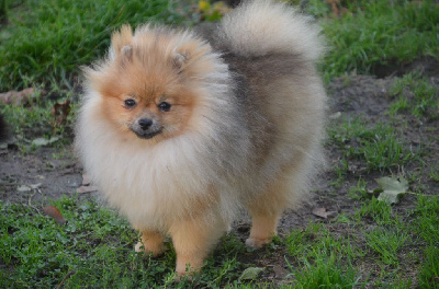 Les chiots de Spitz allemand