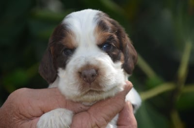 Les chiots de Cocker Spaniel Anglais