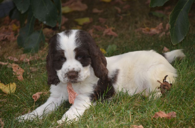 Les chiots de Cocker Spaniel Anglais