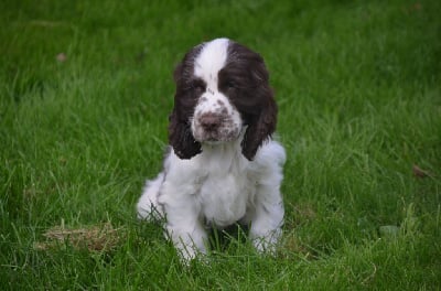 Les chiots de Cocker Spaniel Anglais