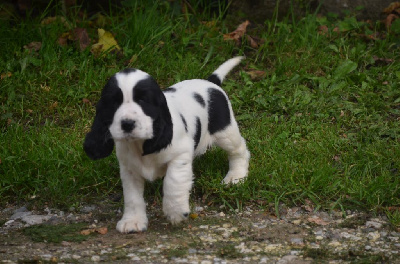 Les chiots de Cocker Spaniel Anglais